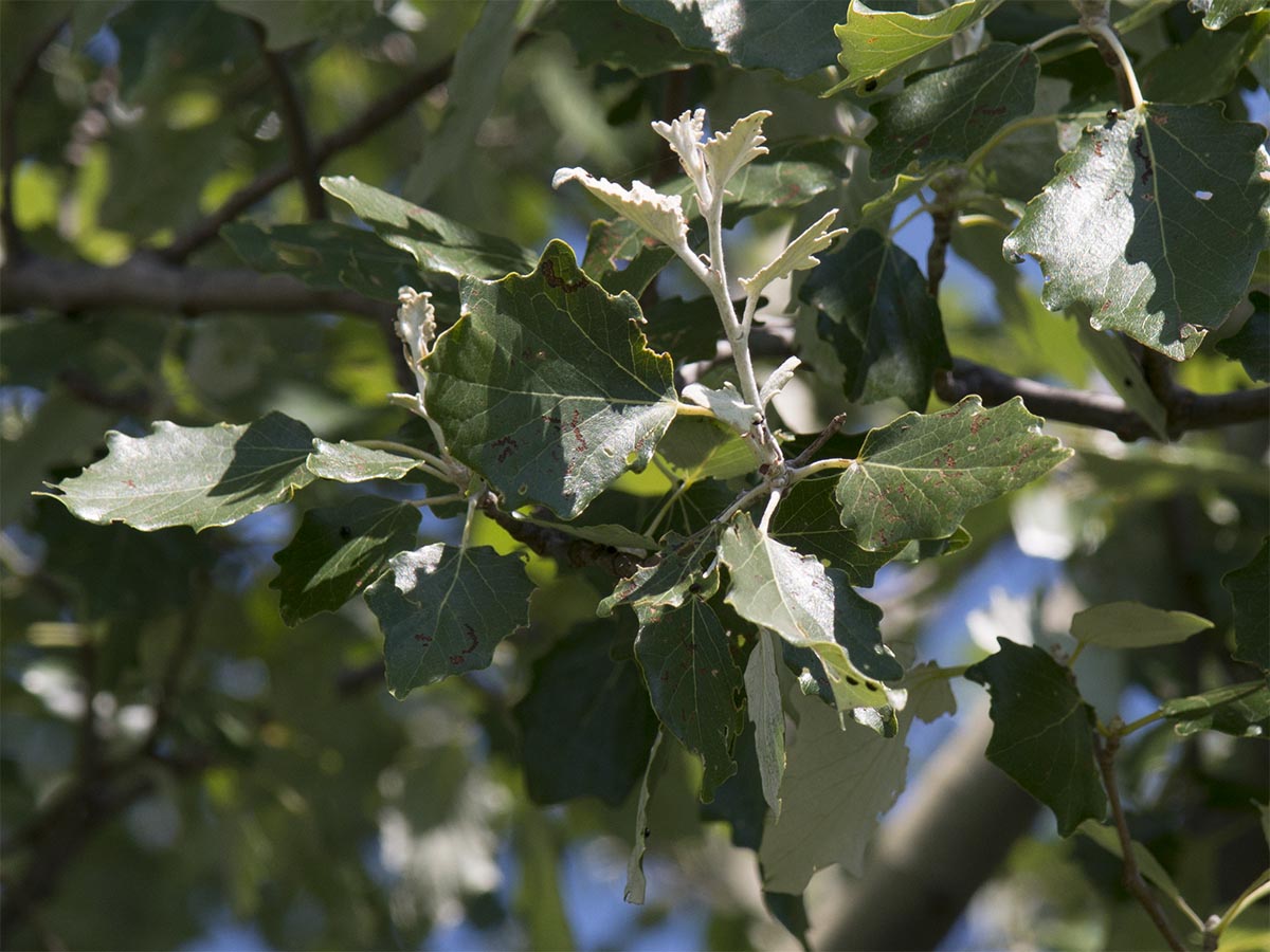 Populus alba